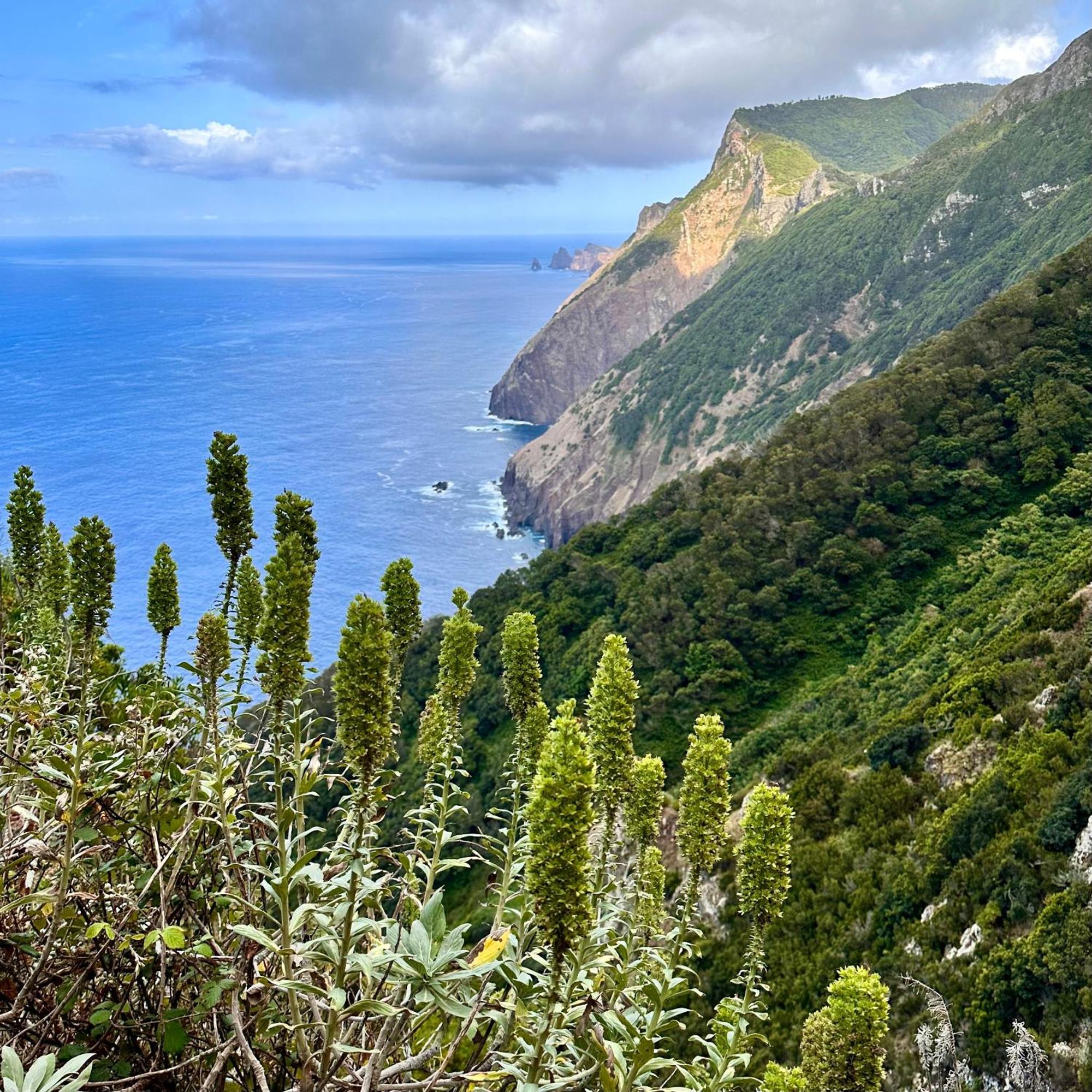 Getaway To Blue Paradise At Madeira Island Funchal  Exterior foto